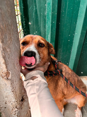 Adopter Cupida