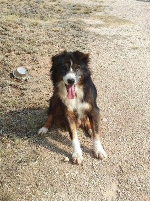 Adopter Currito