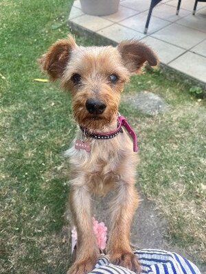 Adopter Cyane