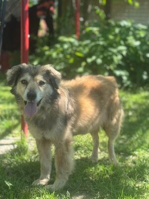 Adopter Cyanne