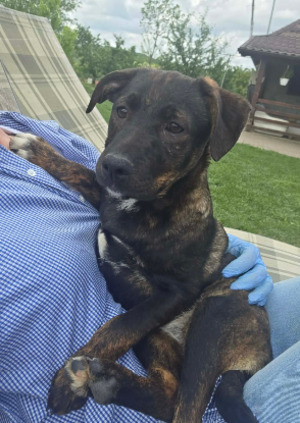 Adopter Cybelle