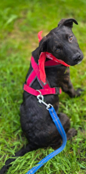 Adopter Cyra