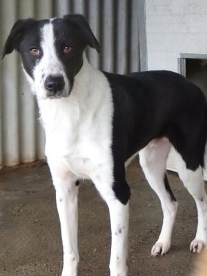 Adopter Daester