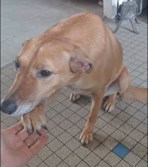 Adopter Daisy