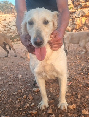 Adopter Daisy