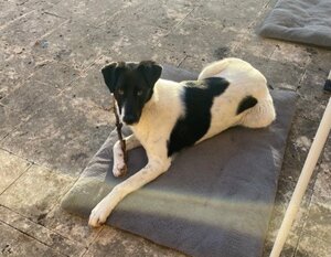 Adopter Dalmatia