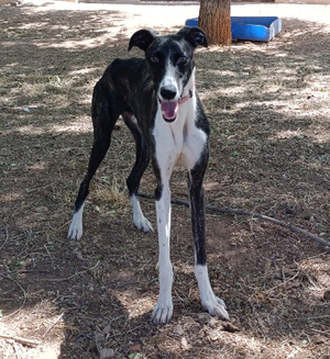 Adopter Dandi