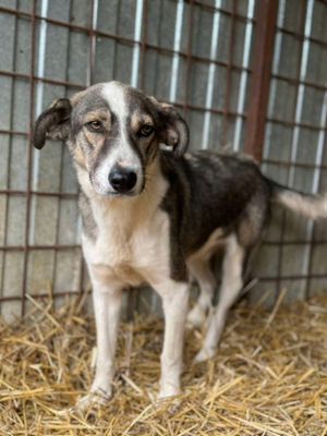 Adopter Dani