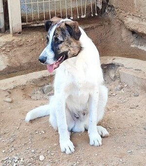 Adopter Dany