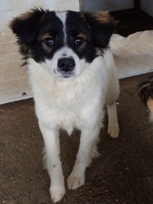 Adopter Darell