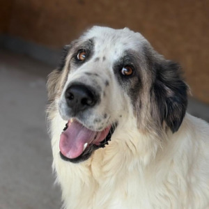 Adopter Dash