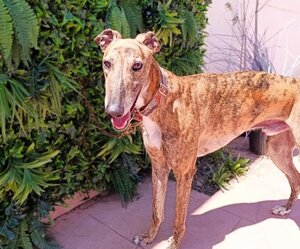 Adopter Dayro