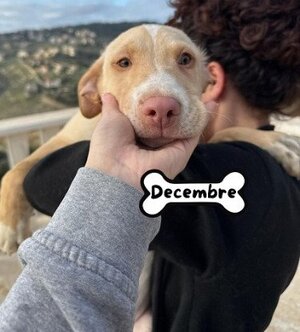 Adopter Decembre