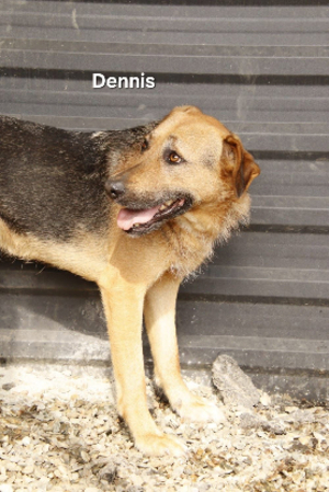Adopter Dennis