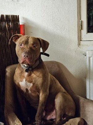 Adopter Denver
