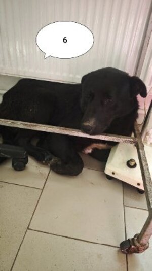Adopter Derek