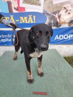 Adopter Derek