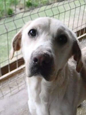 Adopter Derry