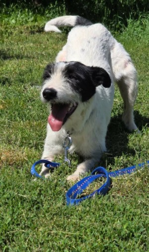 Adopter Désirée