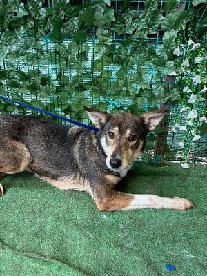 Adopter Destiny