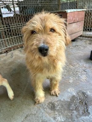 Adopter Dieter