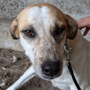 Adopter Diva