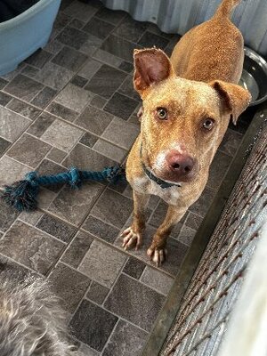Adopter Dixie