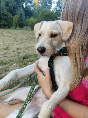 Adopter Dixy