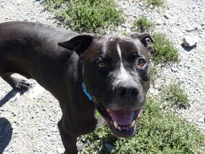 Adopter Django