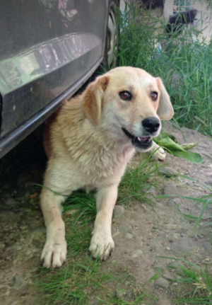 Adopter Dofi