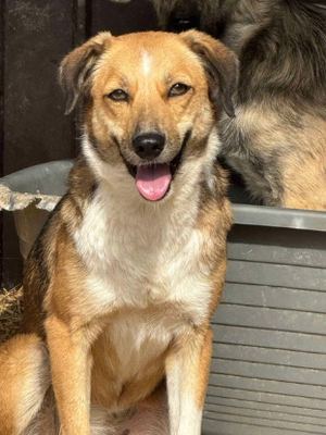 Adopter Dolce