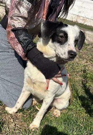 Adopter Domino