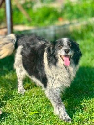 Adopter Domino