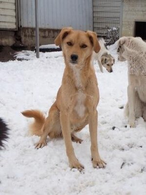 Adopter Donno