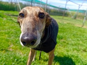 Adopter Donny