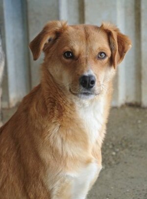 Adopter Donovan