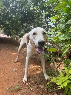 Adopter Dooley