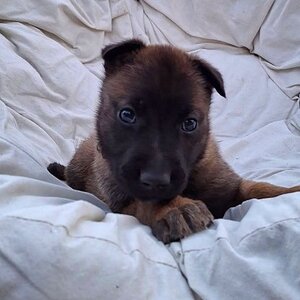 Adopter Dormeuse
