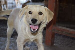 Adopter Doto