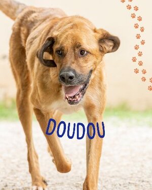 Adopter Doudou