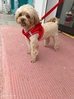 Adopter Doudou de Chine!