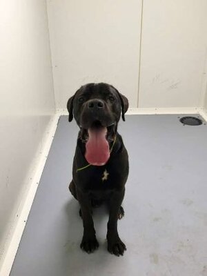 Adopter Doug