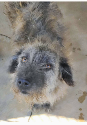 Adopter Dragosta