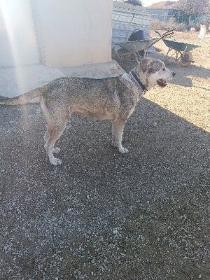 Adopter Dua