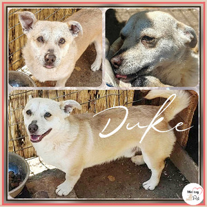Adopter Duke