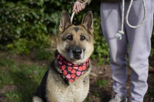 Adopter Duna
