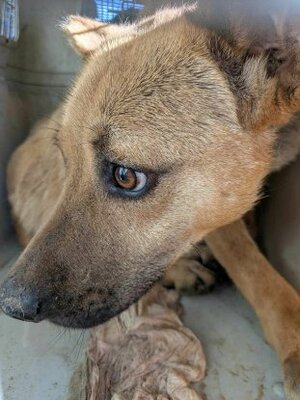 Adopter Duncan