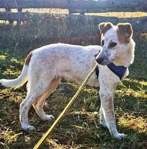 Adopter Dylan