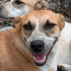 Adopter Dyna