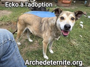 Adopter Ecko